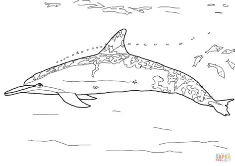 Spinner Dolphin coloring page | Free Printable Coloring Pages