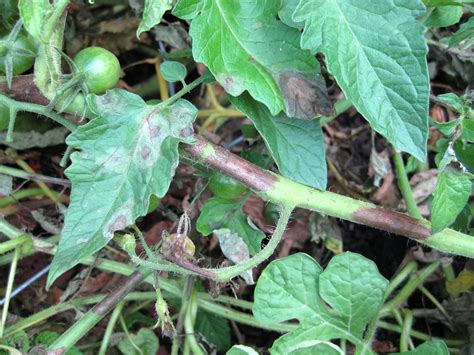 Late blight disease found on Indiana tomato samples - Purdue University