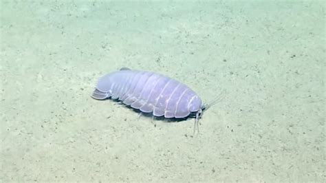 13 Curious Giant Isopod Facts - Fact Animal