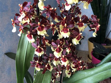 Chocolate Orchid "oncidium sharry baby" | Beautiful flowers garden, Beautiful flowers, Orchids