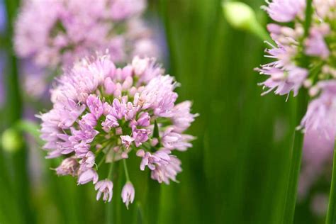 Allium ‘Millennium’ - BBC Gardeners World Magazine