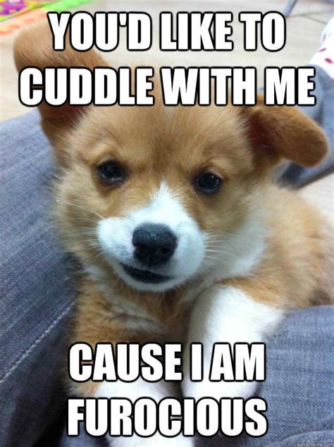 20 Cutest Cuddle Memes | SayingImages.com | Funny animals, Cuddling, Cuddling meme