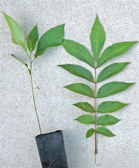 Northern Pecans: Pecan seedlings produce simple leaves