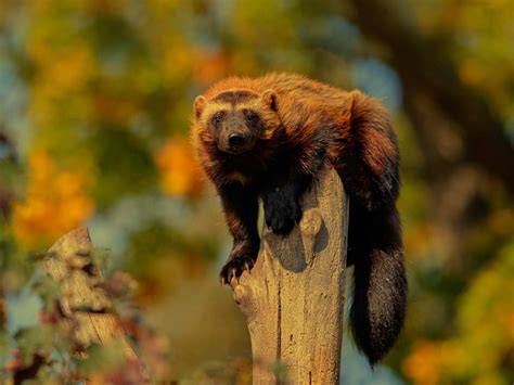 Facts About Wolverine Animal and its Habitat