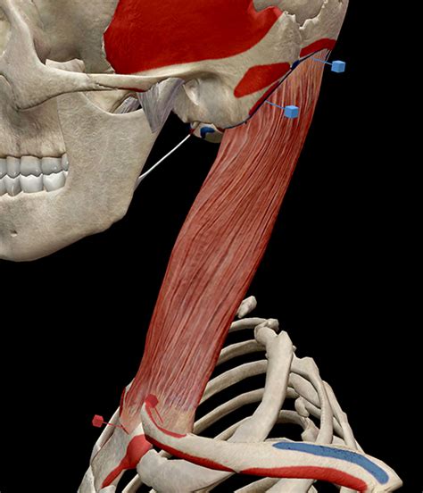 Learn Muscle Anatomy: Sternocleidomastoid