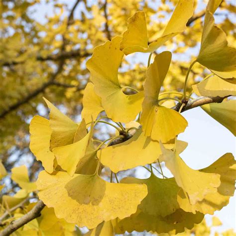 Ginkgo biloba 'Autumn Gold' - Autumn Gold Ginkgo | Western Star Nursery