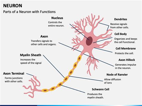 Neuron Labeled And Functions