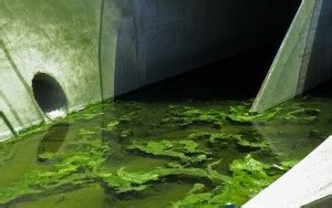 5 Common Causes of Sewage Damage | San Francisco