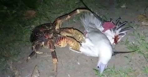 Shock as large bird is hunted and killed by giant CRAB in attack which ...