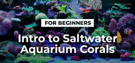 Intro to Saltwater Aquarium Corals - Simplicity Aquatics