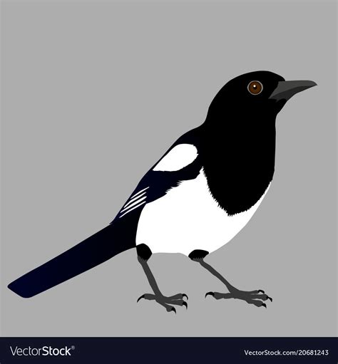 Magpie Royalty Free Vector Image - VectorStock