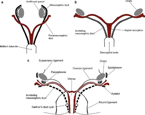 [PDF] Embryology of the Female Reproductive Tract | Semantic Scholar