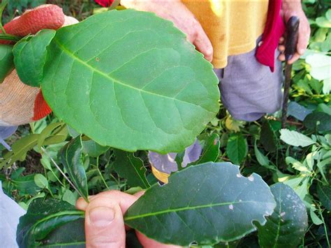 yerba-mate-plant – Yerba Mate Culture