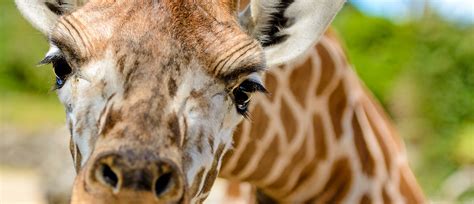 Mammals | NZ Native & Exotic Mammals | Auckland Zoo