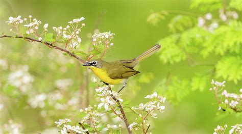 Yellow-breasted Chat #1 Photograph by Julie Barrick - Fine Art America