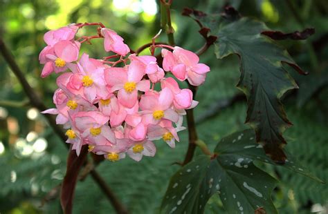 Begonia coccinea, a large angel-wing begonia grown in the Bloedel ...