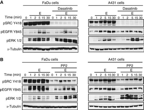 The SRC inhibitor PP2 recapitulated the effects of dasatinib on cell ...