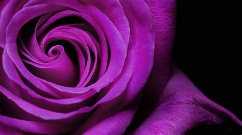 3840x2160 rose 4k computer wallpaper free | Dark purple flowers, Purple ...