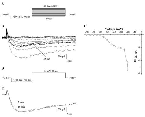 Whole-cell patch clamp recording of TTX-r Nav1.9 currents in acute... | Download Scientific Diagram