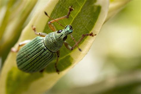 Cute little weevil I found while walking down the street. He was ...