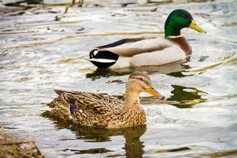 Animal a Wild Drake and a Duck Sail on a Pond Stock Photo - Image of brown, marsh: 89662268