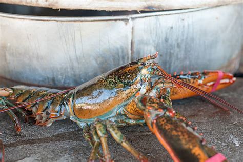 Lobster Tank Restaurant Stock Photos, Pictures & Royalty-Free Images - iStock