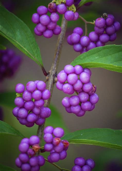 Purple Berries Photograph by Gerri Bigler | Fine Art America