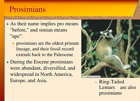 PPT - Primate Evolution (65 - 5 mya) PowerPoint Presentation, free ...