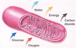 MATERI BIOLOGI SMP: SEL TUMBUHAN DAN HEWAN