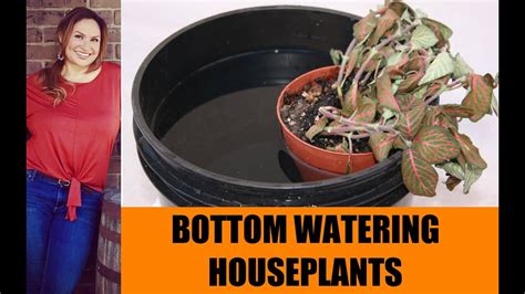 BOTTOM WATERING PLANTS THAT ARE REALLY DRY! INDOOR PLANT CARE - YouTube