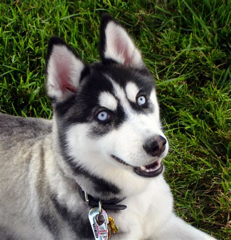 Dosya:Siberian Husky blue eyes Flickr.jpg - Vikipedi