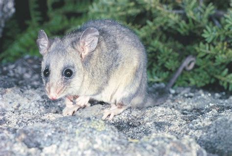 Mountain Pygmy Possum - The Australian Museum