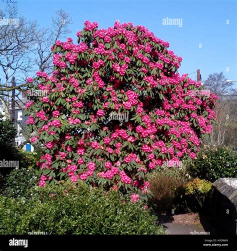 A large pink Camellia Japonica bush in the town of Ivybridge, Devon, England UK Stock Photo - Alamy