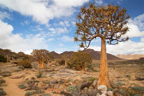 The Succulent Karoo in pictures : A desert blooming with color Desert ...