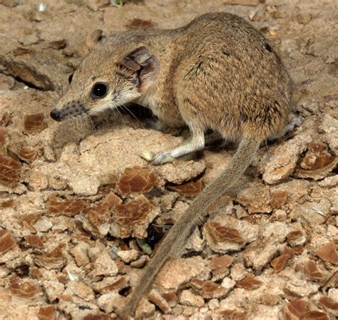 Meet 5 of Australia’s tiniest mammals, who tread a tightrope between ...