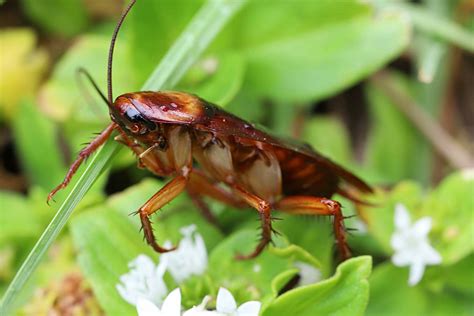 American Cockroach is the Largest of Roach Species - Proactive Pest Control