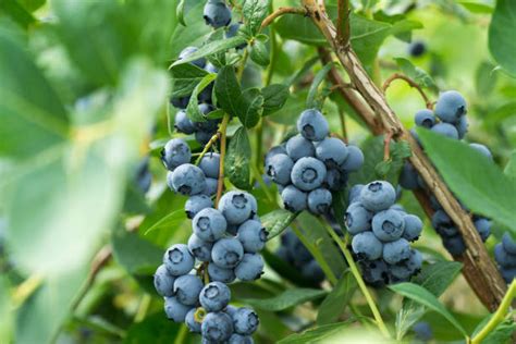 16,900+ Blueberry Farm Stock Photos, Pictures & Royalty-Free Images - iStock