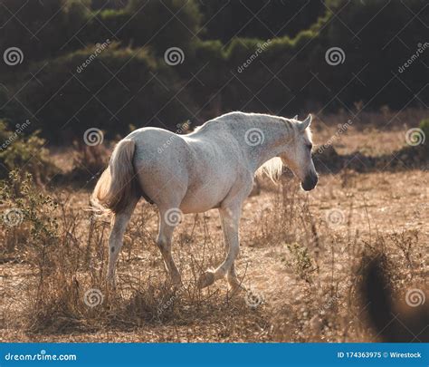 White Horse Walking during the Sunset Stock Image - Image of animals, field: 174363975