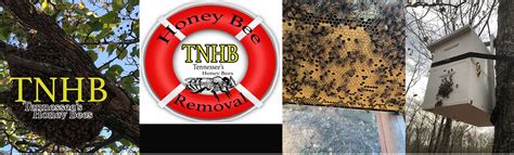 Tennessee's Honey Bees, Your source for Honey Bees and supplies in S.E. Tennessee