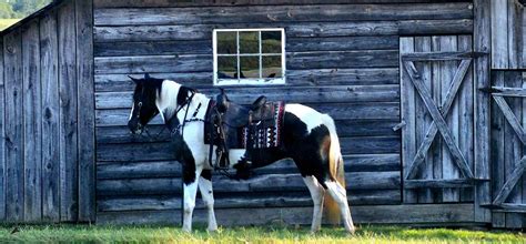 Denali - *Flashy *Fun *Smooth *Gaited *Spotted Saddle *Mare