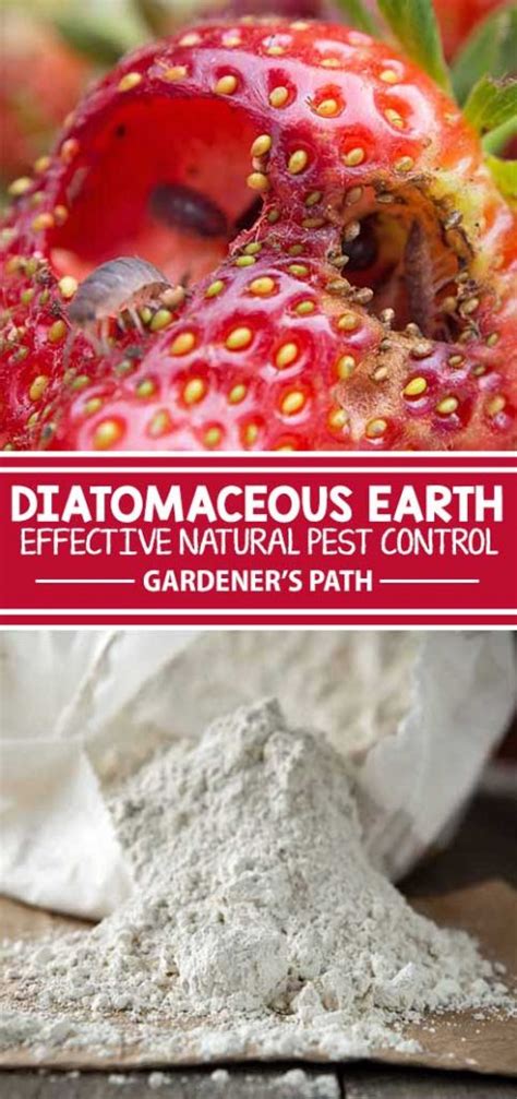 How to Use Diatomaceous Earth for Pest Control | Gardener’s Path