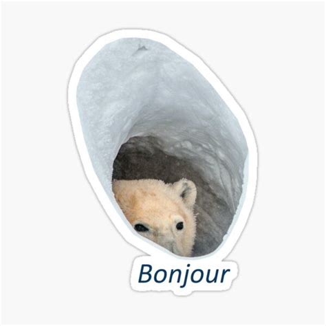 Bonjour Bear Stickers for Sale | Bonjour, Polar bear, Bear meme