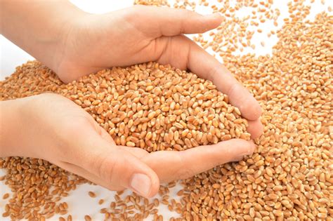 Free Images : wheat, produce, crop, agriculture, cereal, hands, grains, flowering plant ...