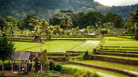 Best Rice Terraces in Ubud with Beautiful Landscape - Ultimate Platform Reference for Holidays ...