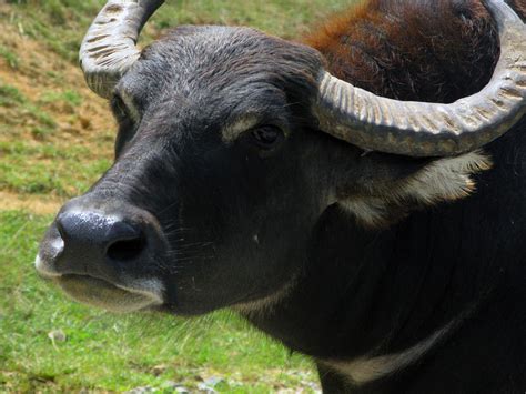 Swamp Water Buffalo Photograph by Richard Singleton