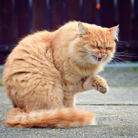 What Causes Cat Sneezing? - Catster