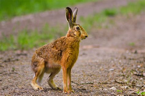 Three men sought after dogs sent to kill hare - Evening Telegraph