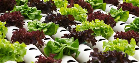 How To Grow Hydroponic Lettuce - Hydrobuilder Learning Center