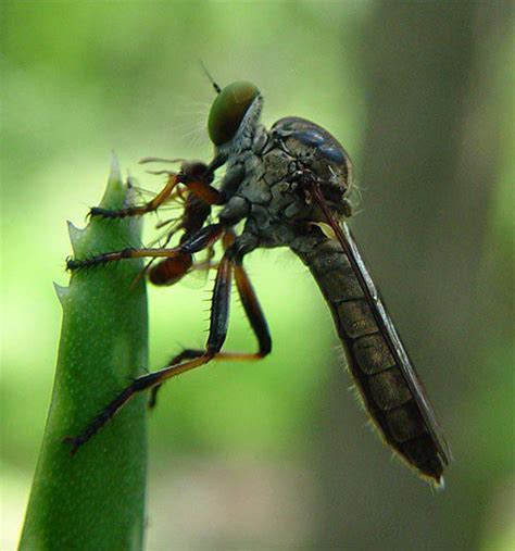 Hummingbird Predators: Red-footed Cannibalfly, Promachus rufipes (Asilidae)