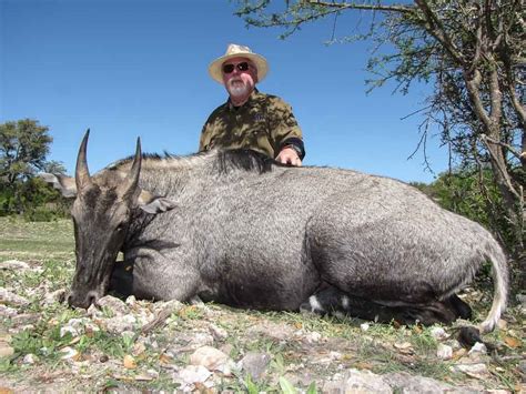 Nilgai Hunting | 60+ Species Available for Hunt | Ox Ranch - Texas